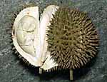 Durian, die ber�chtigte Stinkfrucht