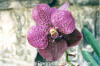 A prized collection: Waling-waling orchid (Vanda sanderiana) is endemic to Mindanao. This species has been over-collected and is considered rare in nature.