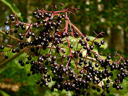 elder berries