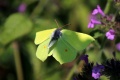 Mariposa - butterfly.jpg