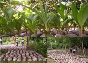Coco Nurseries at Sitio Leneba, Sibuto, and Brgy.Semba, all in Datu Odin Sinsuat,Maguindanao.jpg