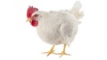 Manok - chicken.jpg