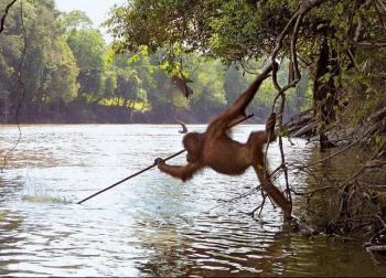 Orangutan fishing.jpg