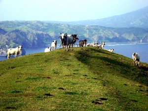 Batanes pasture land.jpg