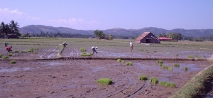 Curuan ricefield040307b.jpg