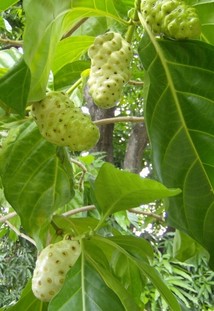 Bankoro Fruits