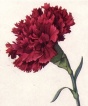 National flower of Spain - Red Carnation