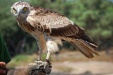 National bird of spain -Short-toed Eagle (Circaetus gallicus) 