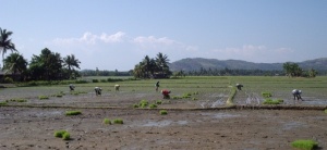 Curuan ricefield040307a.jpg