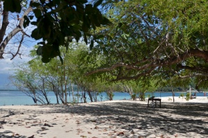 Sands and Trees.JPG