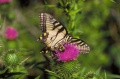 Swallowtail and Bumblebee on thistle .JPG