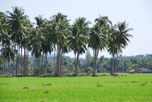 Bunguiao.JPG