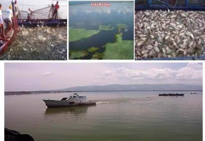 Lake Buluan.jpg