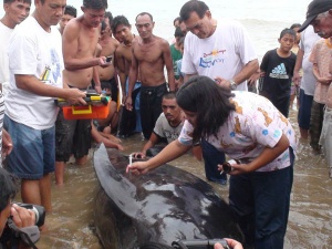 Beached Whale in Bolong