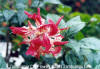 Zamboanga City: The City of Flowers
