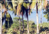 Zamboanga City's Visa and Baong Islands - carigeenan farming in foreground