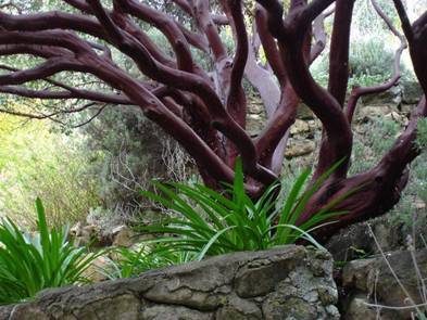 Manzanita Tree