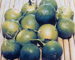 wpe47.jpg (8616 bytes)