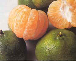 wpe40.jpg (6966 bytes)