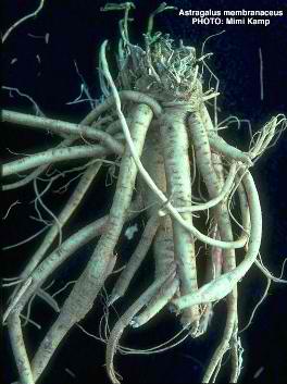 Astragalus membranaceus.jpg