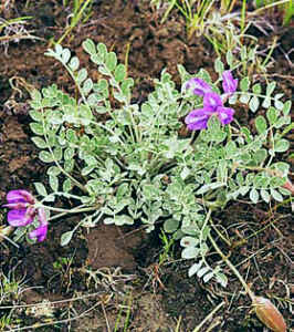 Astragalus2.jpg
