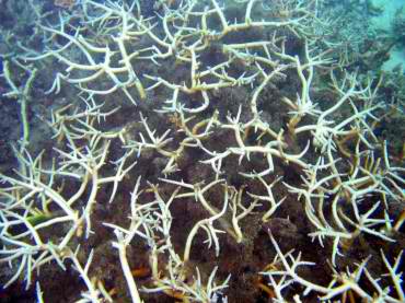 Am coral reef1.jpg