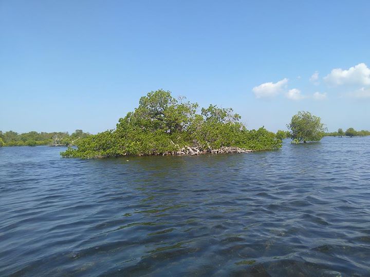 File:Old mangrove tree in middle of lagoon sta cruz, zone IV, zamboanga City.jpg