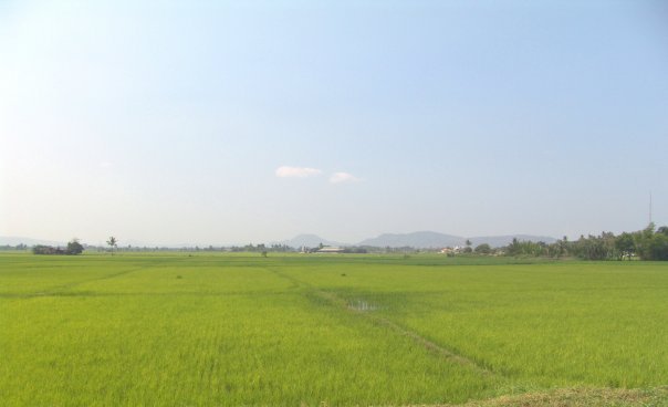 File:Verdant Ricefields.jpg