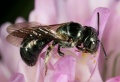 Cabulay - Ceratina bee.jpg