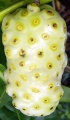 Morinda citrifolia Fruit.jpg