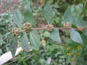 Euphorbia hirta NP.JPG