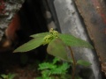 Euphorbia hirta a.JPG