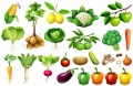 Gulay - Vegetable.jpg