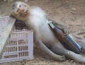 Chongo borracho - drunk monkey.jpg