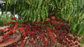 Coffee robusta berries and leaves2.png