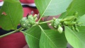 Morinda citrifolia inflorescence.JPG