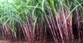 Tubu - sugarcane.jpg
