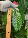 Coffee leaf robusta-arabica.jpg