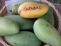 Carabao mango - Mangga carabao.jpg