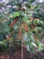 Coffee tree fruit bearing in stages.jpg
