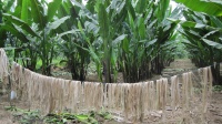 Abaca fiber drying and Abaca plants in Costa Rica.jpg