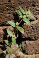 Euphorbia hirta1.JPG