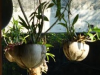 Paso de bonote - Pots of coconut husks.jpg