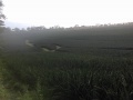Pineapple Plantation, Maligo, Polomolok, South Cotabato 5.jpg