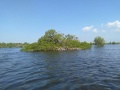 Old mangrove tree in middle of lagoon sta cruz, zone IV, zamboanga City.jpg