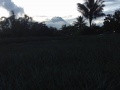 Pineapple Plantation, Maligo, Polomolok, South Cotabato 7.jpg