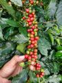 Coffee arabica berries and leaves2.jpg