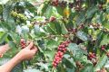 Coffee arabica berries and leaves.jpg